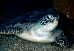 North Sulawesi-2018-DSC04348_rc- Green turtleTortue Verte - Chelonia mydas